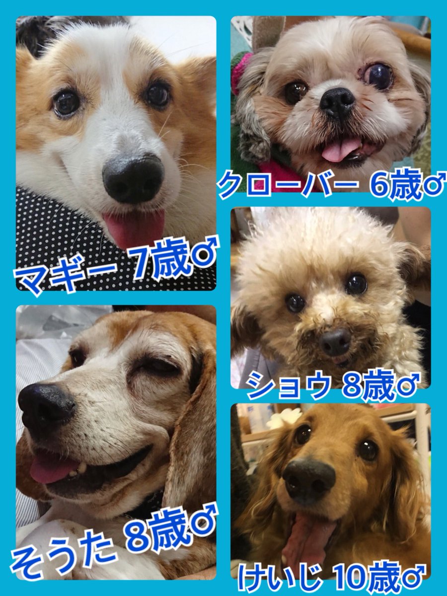 🐾今日の里親様募集中ワンコ🐶メンバーです🐾2018,10,27